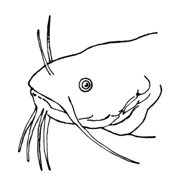 File:BARBEL (PSF).png