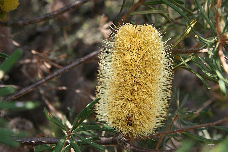 File:Banksia marginata antsandbee2.JPG