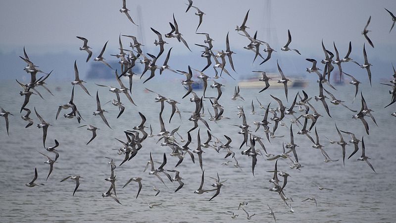 File:Bar-tailed Godwits (8592998386).jpg