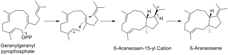 File:Beta-Araneosene-Biosynthesis.png