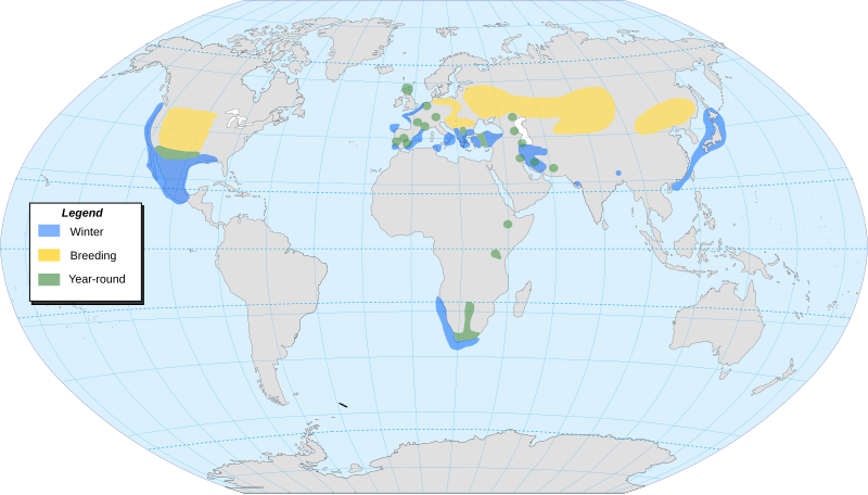 File:Black-necked Grebe-map-location-map-en.svg