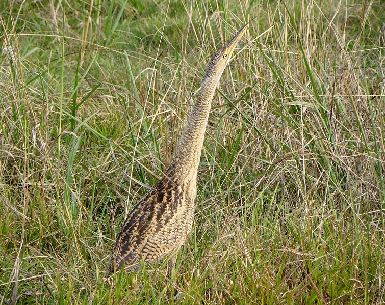 File:Botaurus pinnatus.jpg