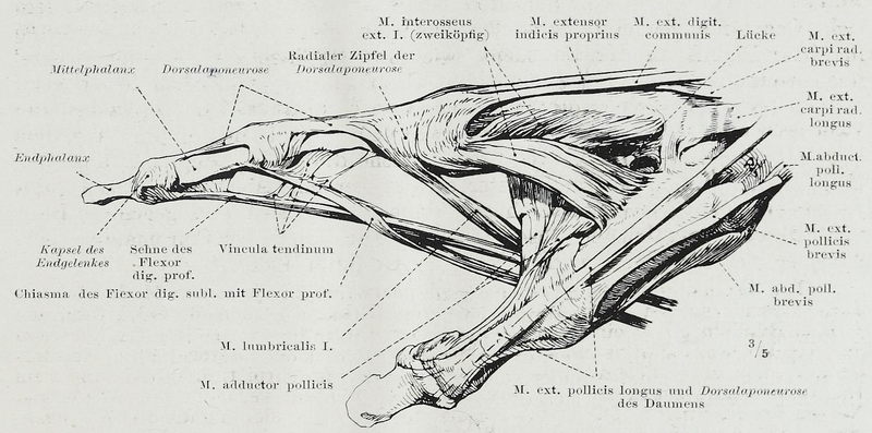 File:Braus 1921 220.png