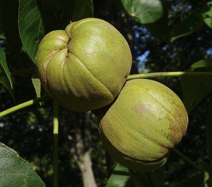 File:Carya laciniosa fruit.jpg