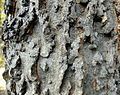 Ridges on bark, Jevremovac, Serbia