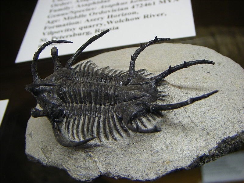 File:Ceratarges.jpg