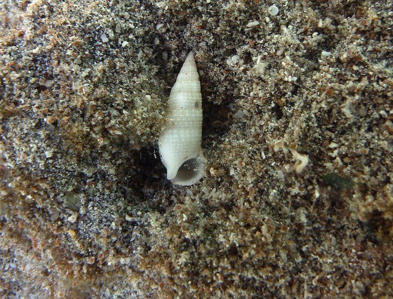 File:Cerithium nesioticum.jpg