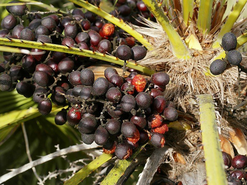 File:Chamaerops humilis (fruits).jpg