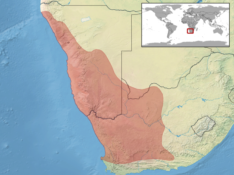 File:Chondrodactylus angulifer distribution.png