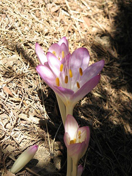 File:Colchicum cilicicum001.jpg