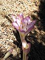 Colchicum cilicicum 'Purpureum'