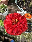 A red Common Zinnia flower