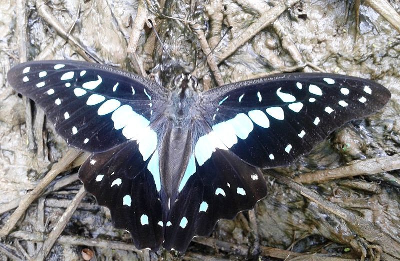 File:Common jay UP.jpg