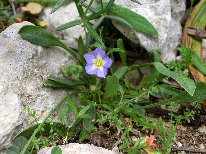 File:Convolvulus siculus.JPG