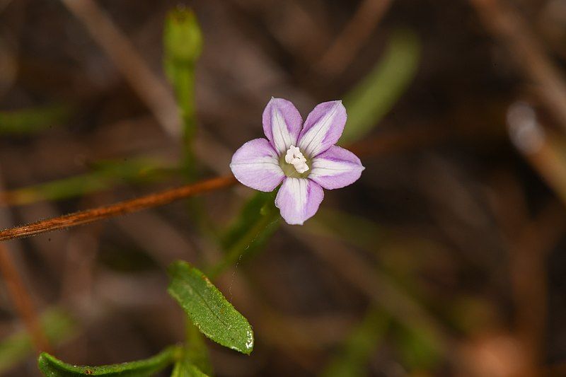 File:Convolvulus simulans 186214375.jpg