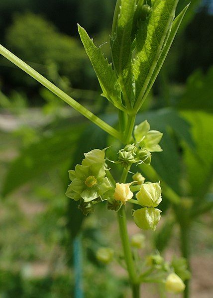 File:Cyclanthera pedata kz01.jpg