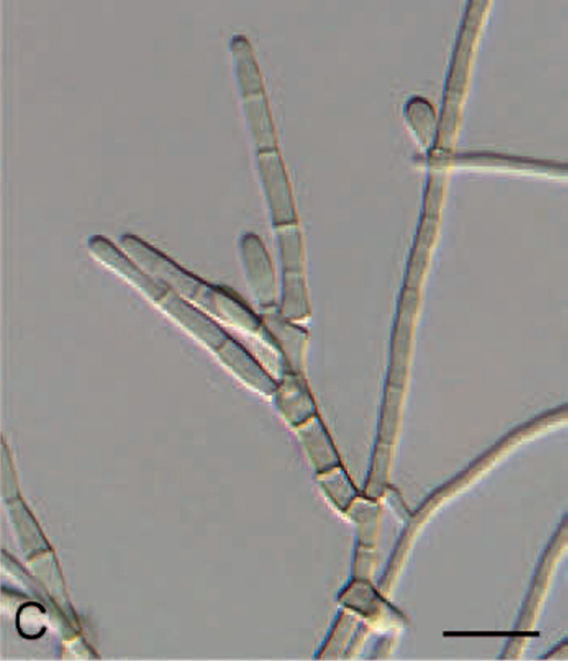 File:Devriesia strelitziicola C.png