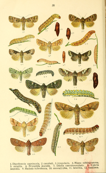 File:Dieschmetterling14ecks 0334.png