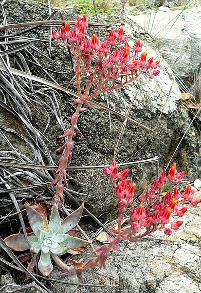 File:Dudleya cymosa 1.jpg