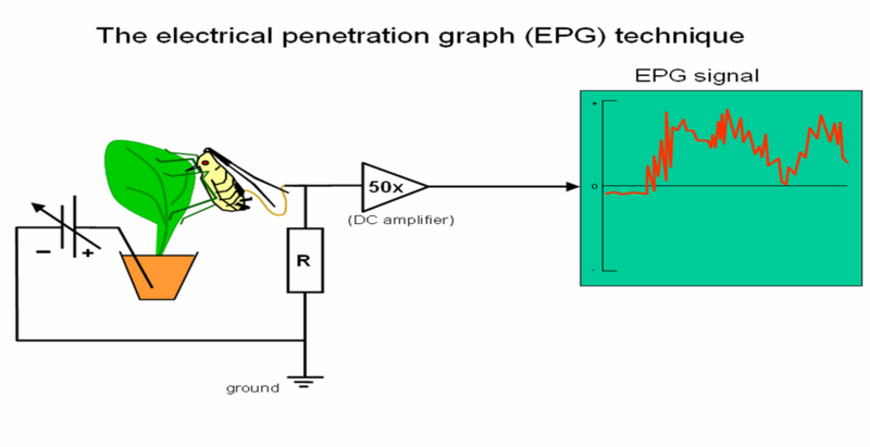 File:EPG circuit.png