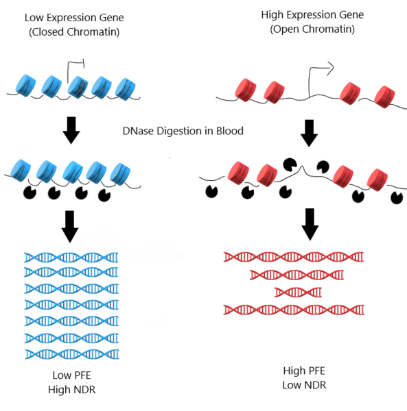 File:Epic-seq NDR PFE.png