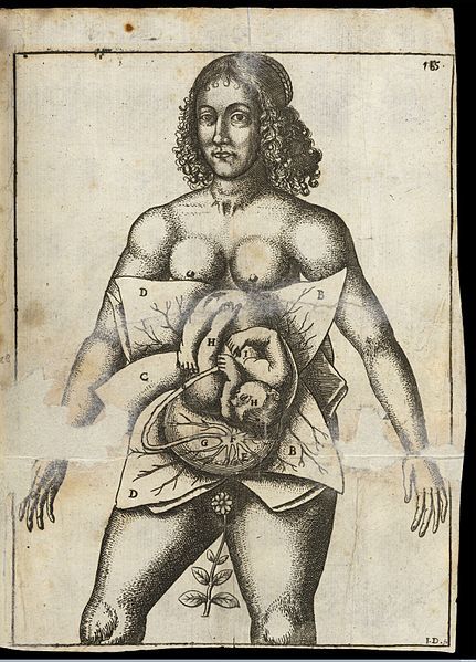 File:Female utero.jpg