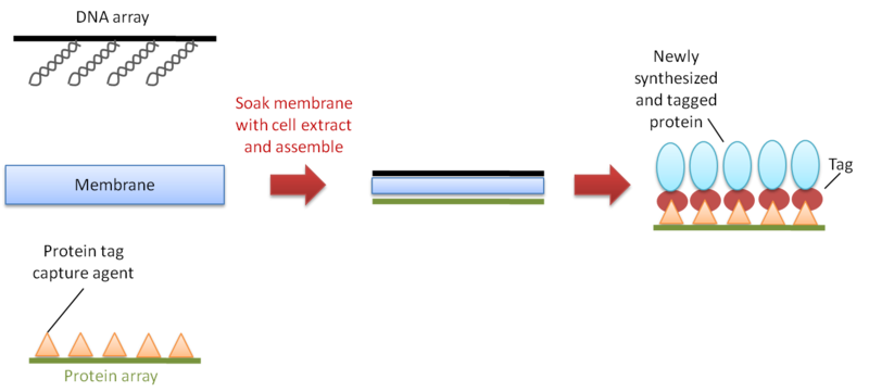 File:Figure 5 DAPA.png