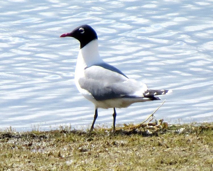 File:Franklin's Gull, Calgary.jpg