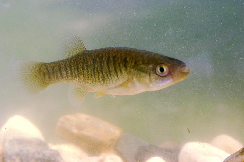 File:Fundulus heteroclitus.jpg