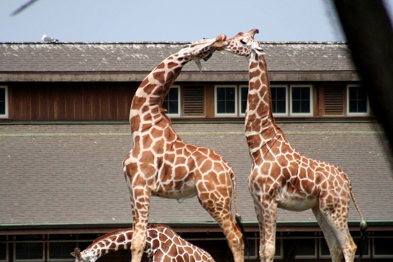 File:Giraffes IMG 9603.JPG