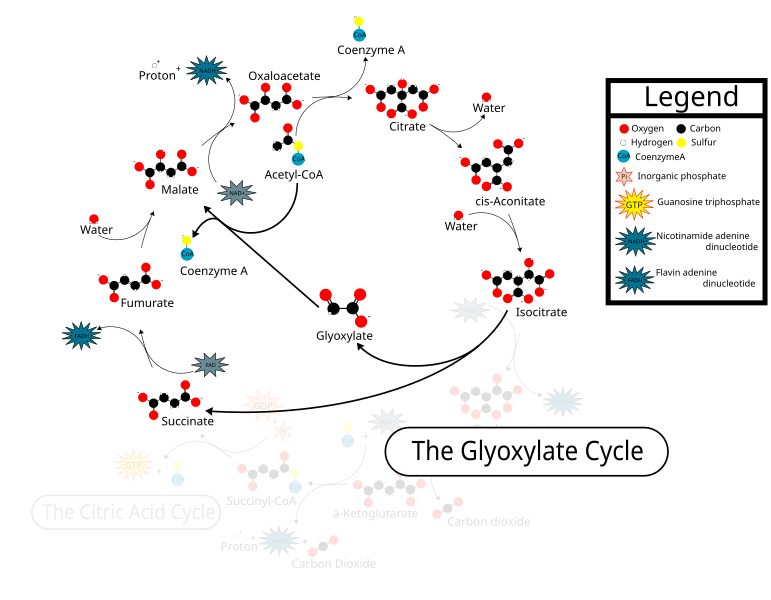 File:Glyoxylatepath.svg