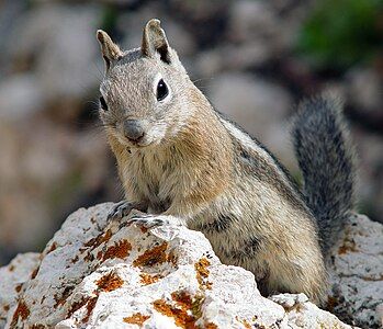 Golden-mantled ground squirrel, by Eborutta