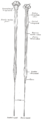 Diagrams of the spinal cord