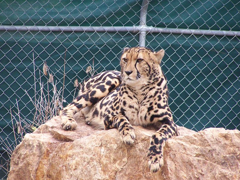 File:Guepard-Royal UnknownZoo.jpg