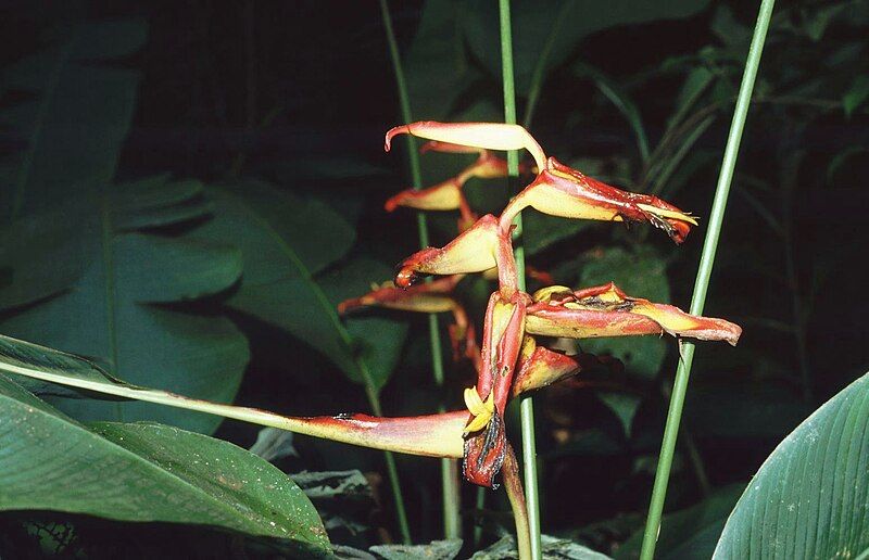 File:Heliconia irrasa 1.jpg