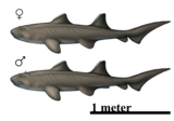 Hybodus