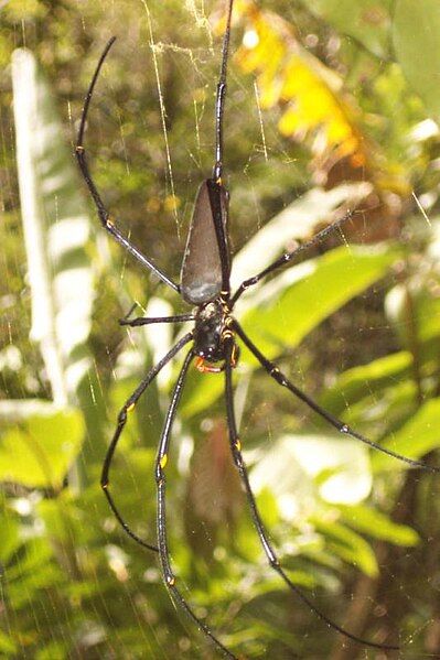 File:IndonesianSpider.jpg