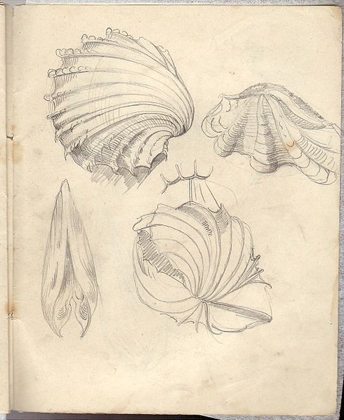 File:JBS sketchbook shells.jpg