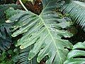 Leaf of Thaumatophyllum bipinnatifidum at the Boston University Greenhouse