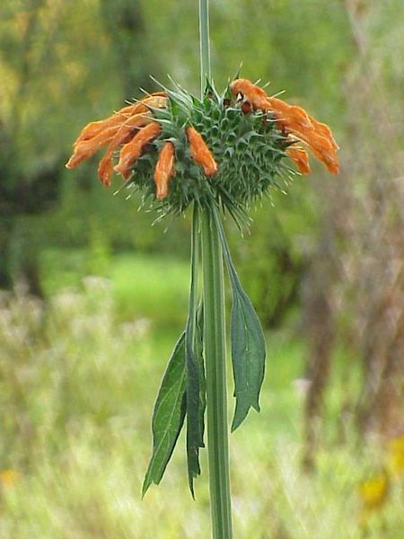 File:Leonotis nepetifolia1.jpg