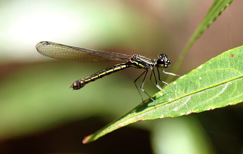 File:Libellago greeni female.JPG