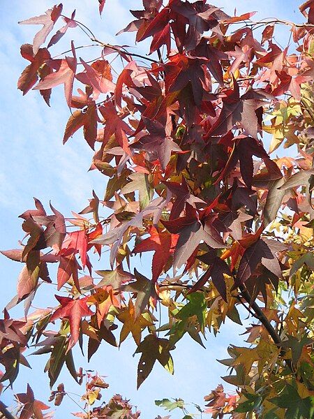 File:Liquidambar fall colour02.jpg