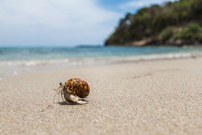 File:Little crab.jpg