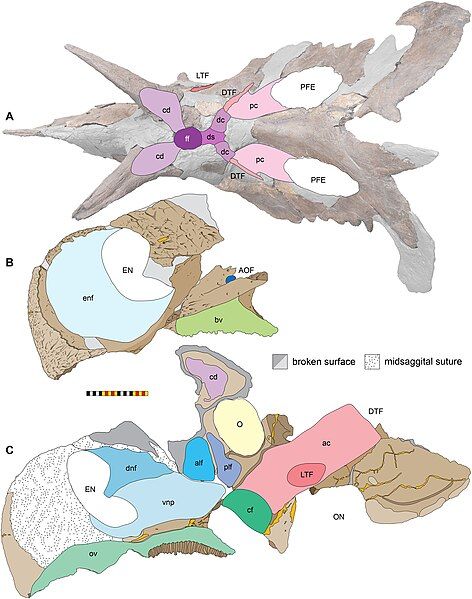 File:Lokiceratops (skull pneumaticity).jpg