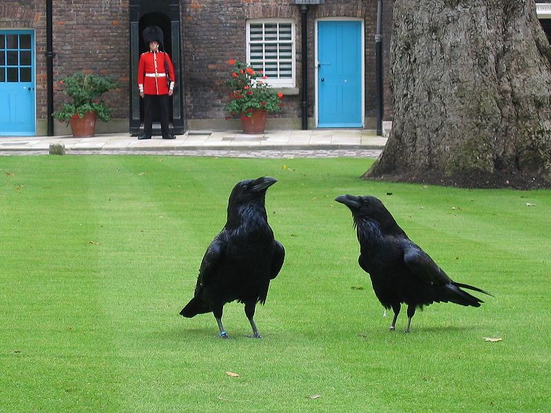 File:London tower ravens.jpg