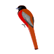 Malabar Trogon