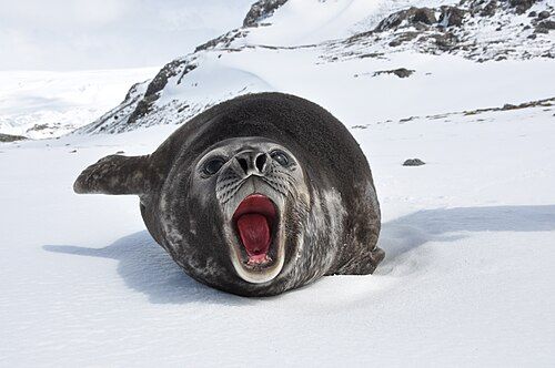 I'm a seal!