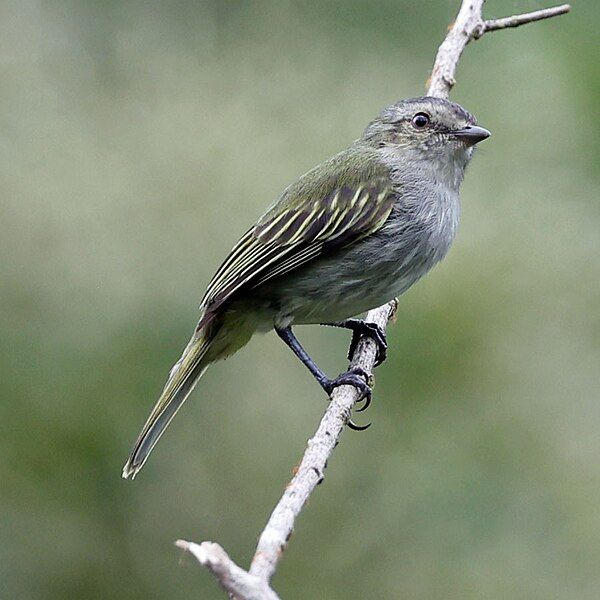 File:Mistletoe Tyrannulet.jpg