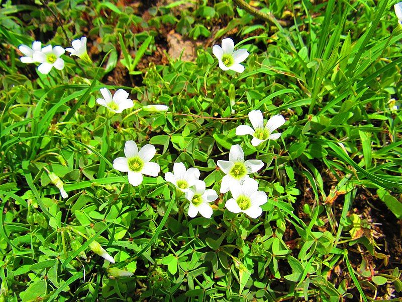 File:Oxalis alpina 21163149.jpg