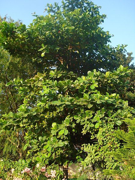 File:Papra tree Bhopal1.JPG